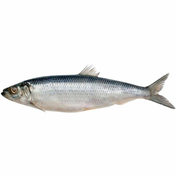 Сельдь замороженная