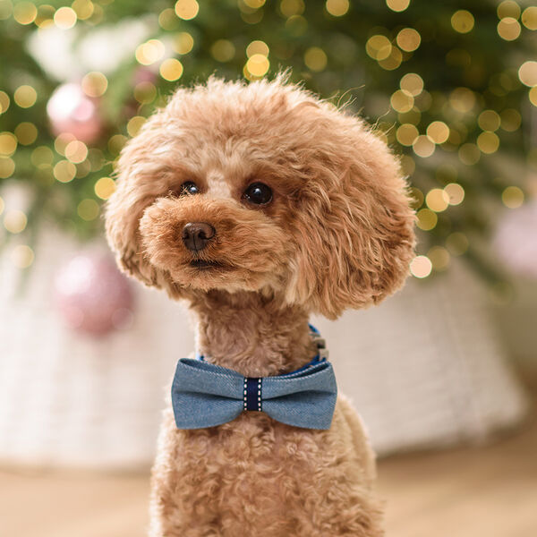 Галстук-бант для собак и кошек, 9х4 см, серо-синий