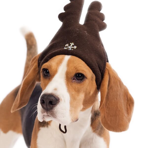 Шапка для собак Бемби M коричневый (унисекс)