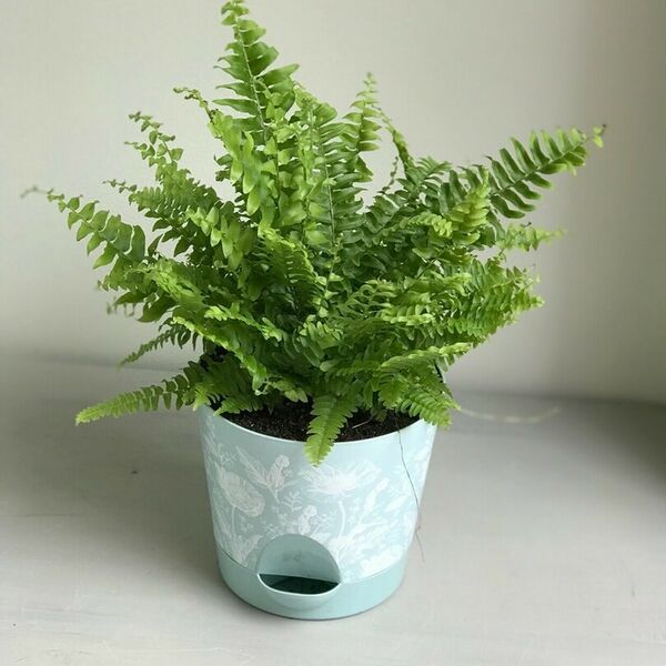 Папоротник