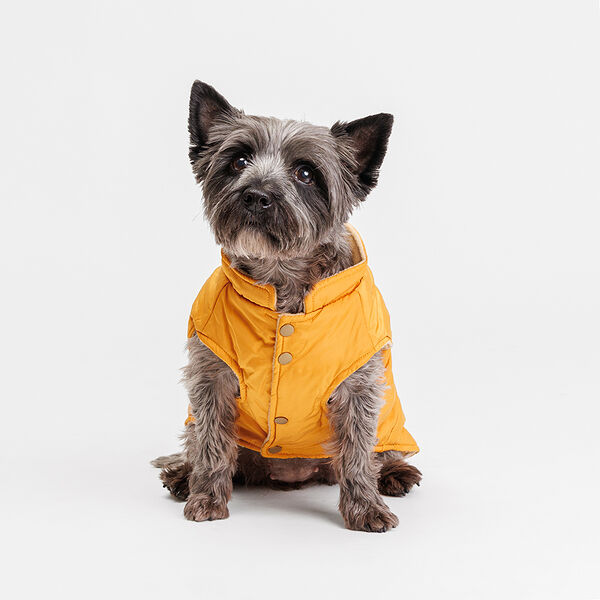 Куртка с ушками для собак, 2XL, желтая