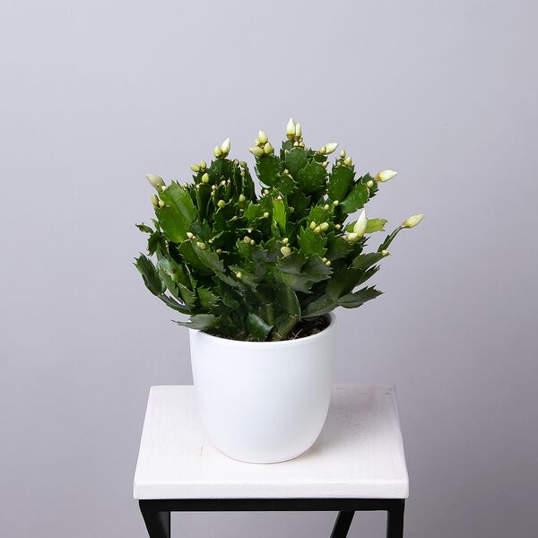 Шлумбергера Белая (D-13, Н-20)