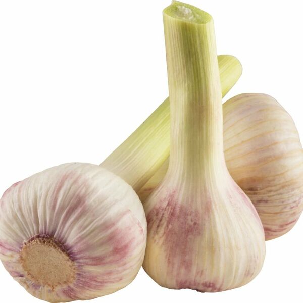 Чеснок молодой вес до 250 г