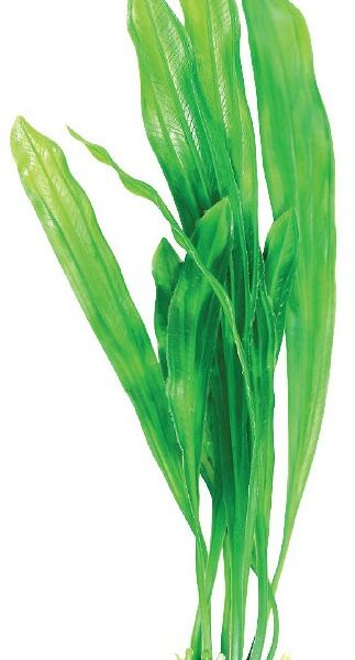 Laguna растение 