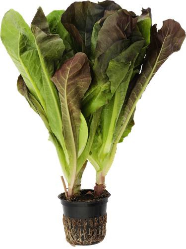 

Салат Ромэн в горшочке, 90 г