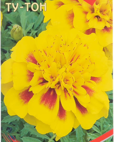 Семена ДОМ СЕМЯН Бархатцы (Тагетес) Ту-Тон