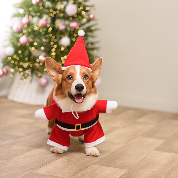 Костюм новогодний с колпаком для собак Дед Мороз, L