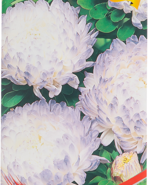 Семена Астра пионовидная Серебряная Башня