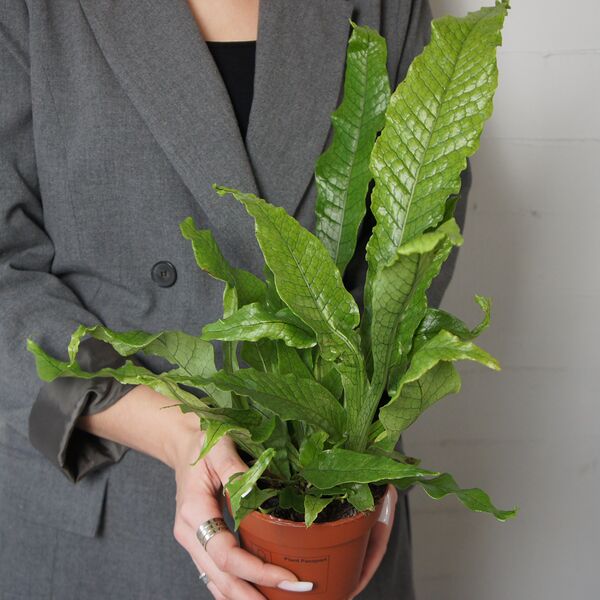 Микросорум Крокодил