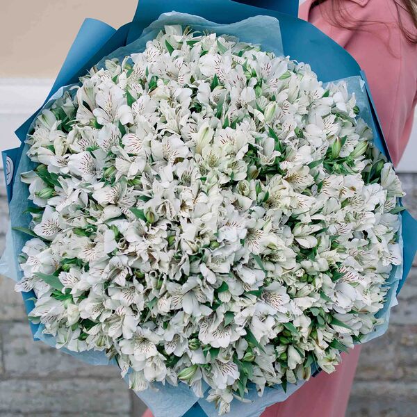 Букет из 101 белой альстромерии