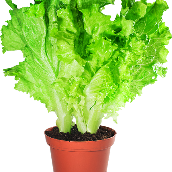 Салат листовой, в горшочке