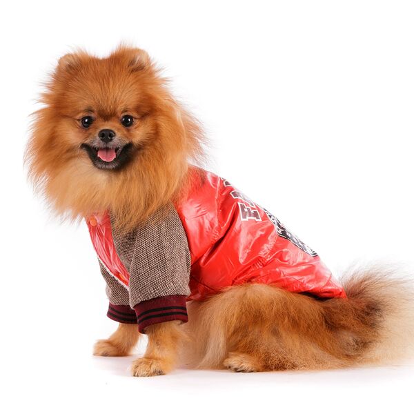 Куртка для собак XS оранжевый (унисекс)