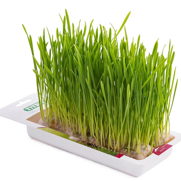 Трава для кошек Titbit Овес