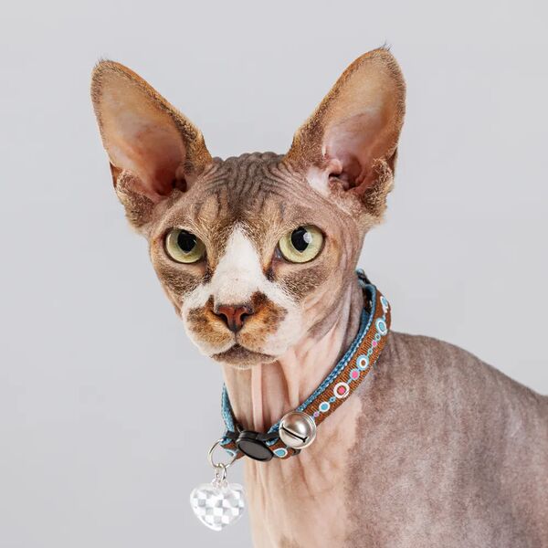 Ошейник нейлоновый со светоотражающим адресником для кошек, 1х30 см, голубой