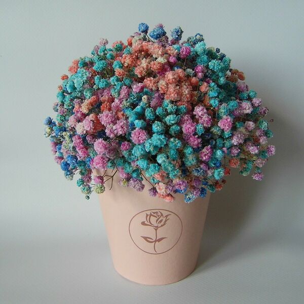 Цветная гипсофила в стаканчике Радужное капучино