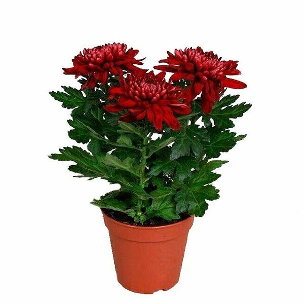 Цветы в горшках. Хризантема люкс
