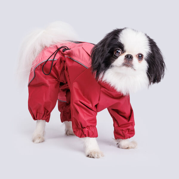 Дождевик Йорк, Чихуа девочка S десертная роза