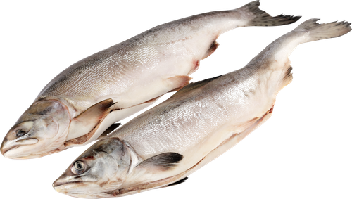 

Горбуша тихоокеанская потрошеная с головой вес