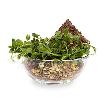 Салатный ростковый микс Здоровье Солнечная планета