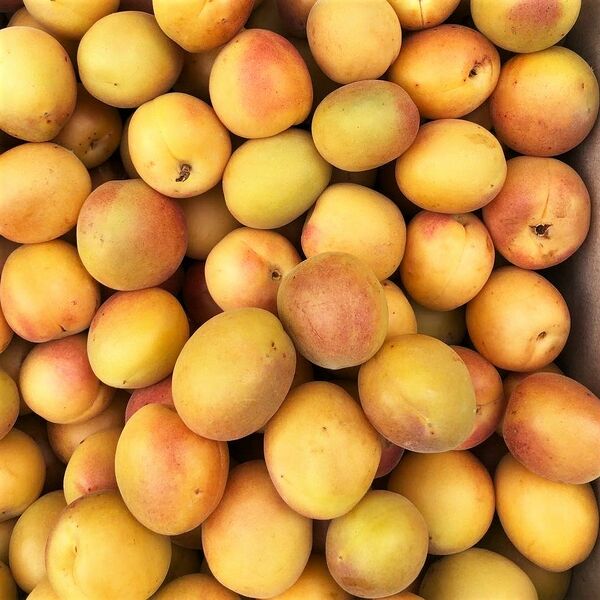 Абрикос горный оранжевый