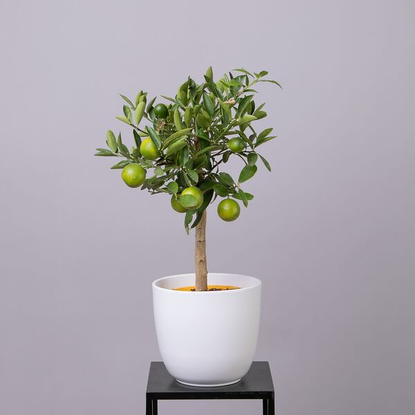 Цитрофортунелла Лимон штамбовая (D-15, Н-50)