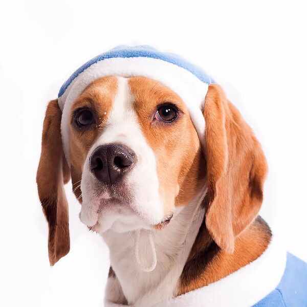 Колпак для собак Снегурочка M голубой (девочка)