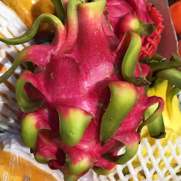 Питахая красная