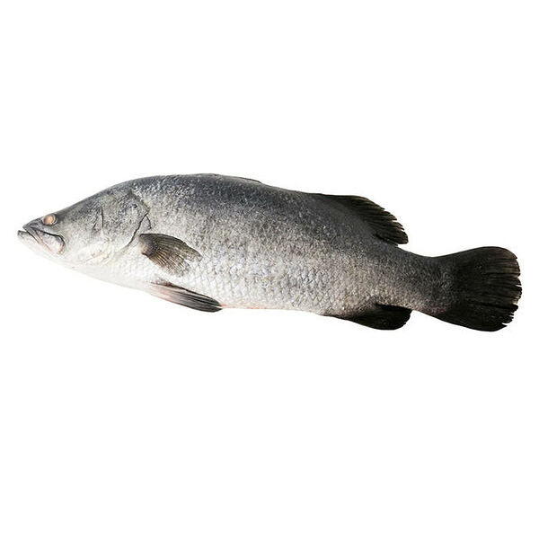 Барамунди охлаждённый