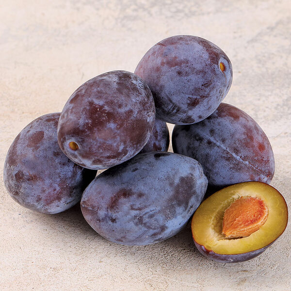 Слива Венгерка