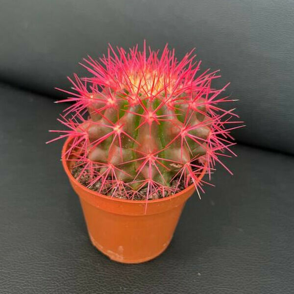 Розовый кактус