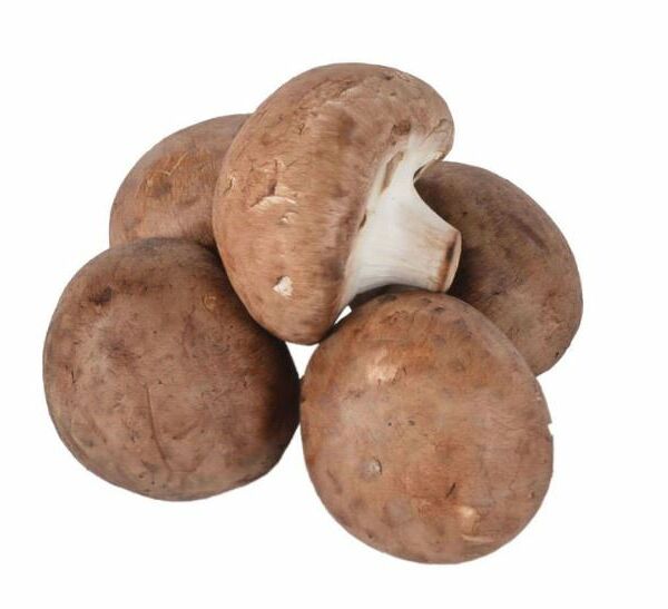 Грибы шампиньоны королевские