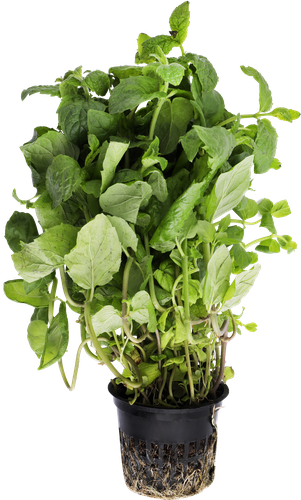 

Мята в горшочке