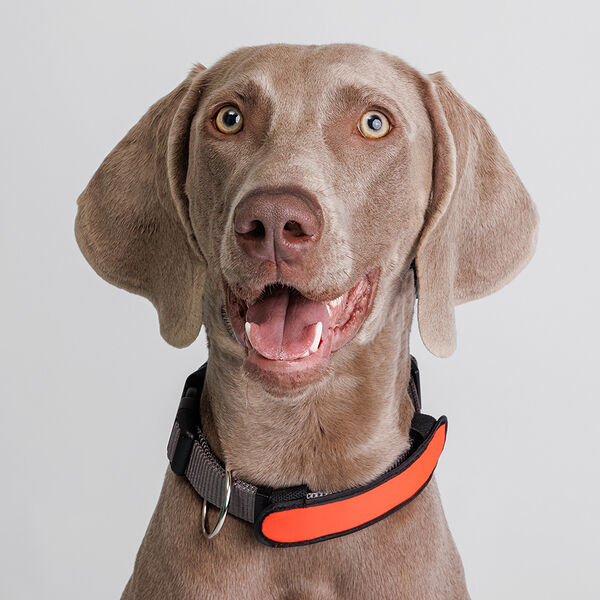 Накладка на ошейник светящаяся оранжевая 14,5 см