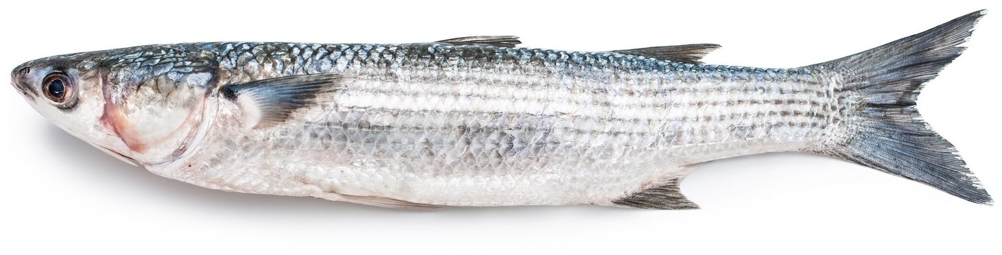 

Кефаль Черноморская непотрошеная, весовая