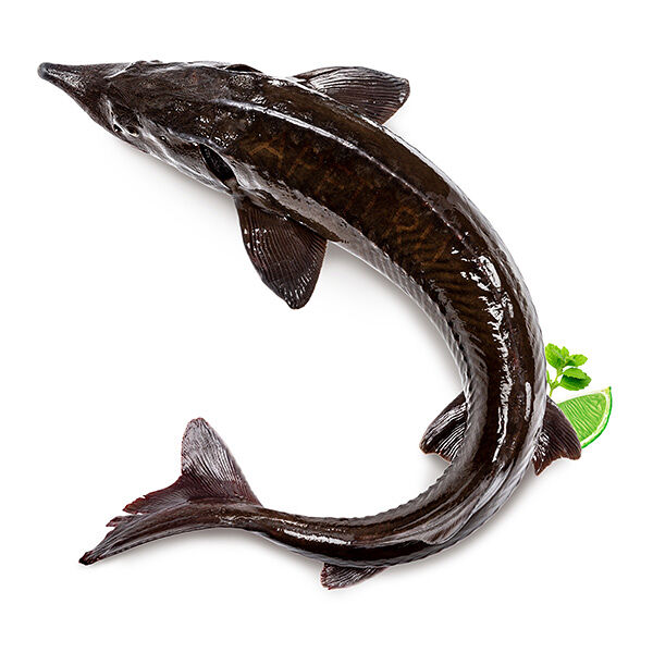 Осетр охлажденный вес