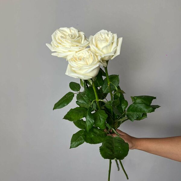 Роза Белая Эквадор 3шт
