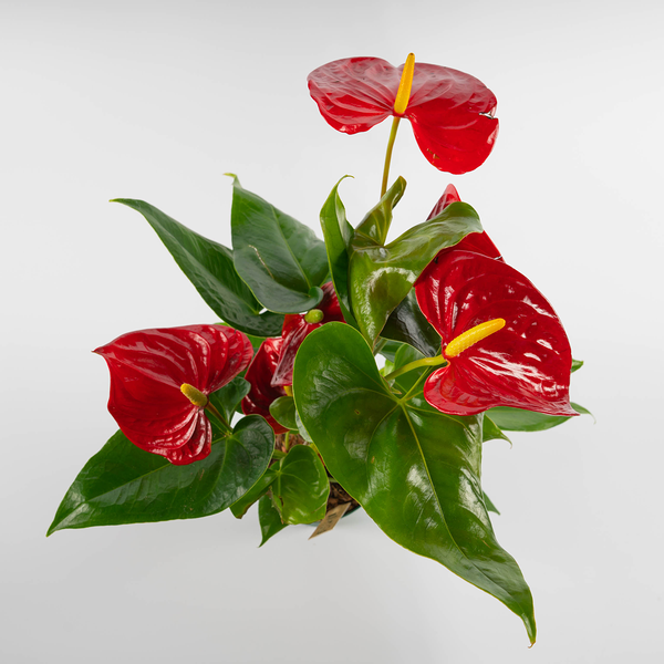 Антуриум D12