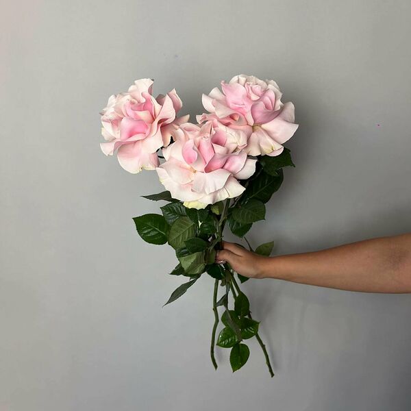 Роза Французкая 3шт