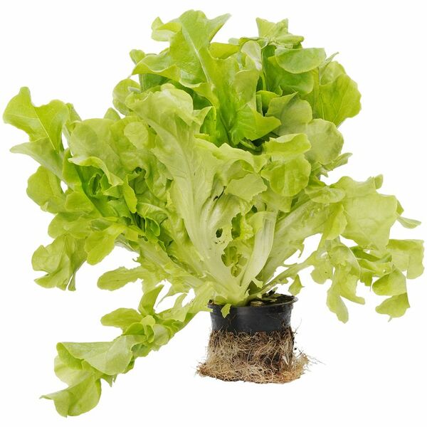 Салат Дуболистный зеленый в горшке, 1 шт