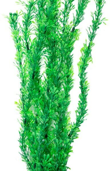 Laguna растение 