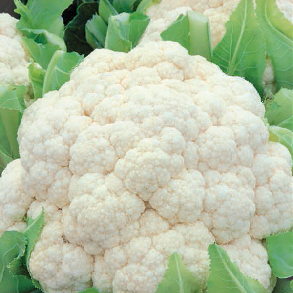 Семена ГАВРИШ Русский вкус!, Капуста цветная Сахарная глазурь, Арт. 10002008, 0,5г