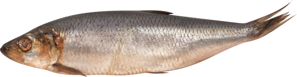 

Сельдь специального посола Лента Fresh неразделанная в солевой заливке весовая