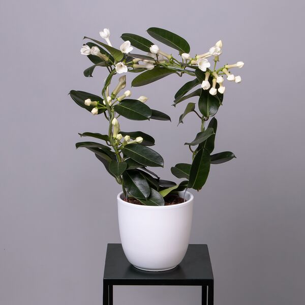 Стефанотис (D-12, Н-50)