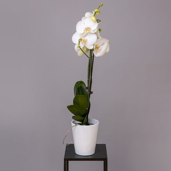 Фаленопсис Белый 2ст (D-12, Н-60)