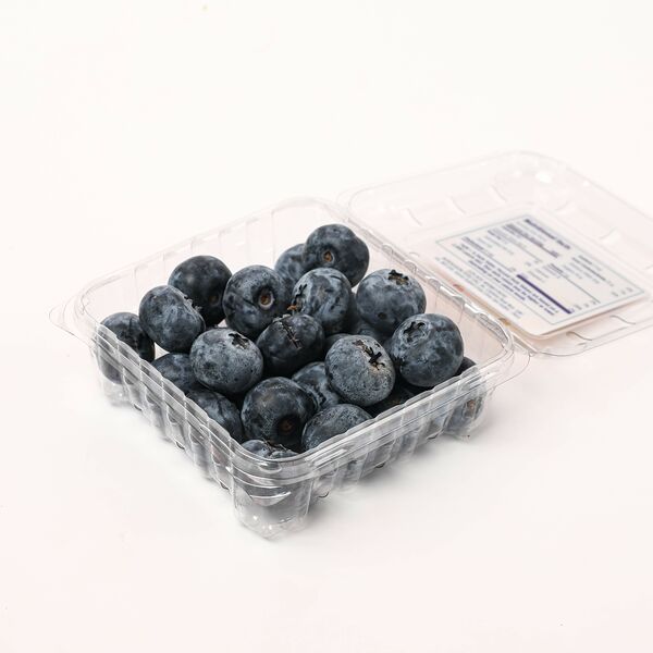 Голубика Марокко