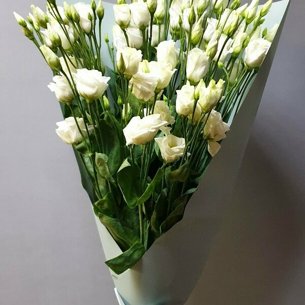 Первая леди