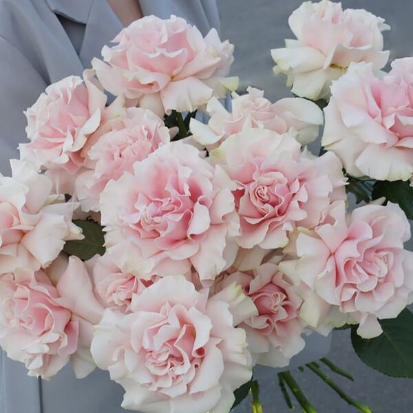 Монобукет из 15 нежно-розовых французских роз