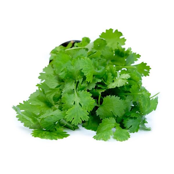 Кинза в горшочке Выборжец 60 г