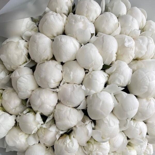 Букет из белого пиона