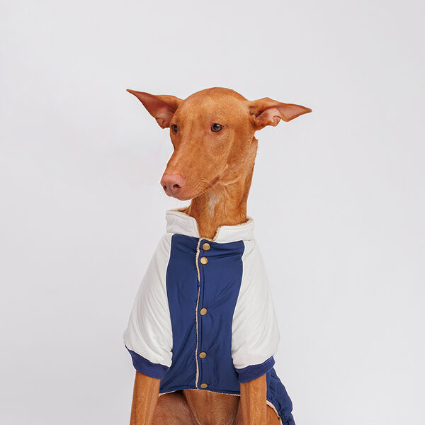 Комбинезон для собак, 5XL, сине-серый